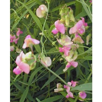 Lednek (Lathyrus)