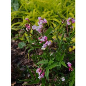 Lathyrus vernus Roseus - Tavaszi lednek