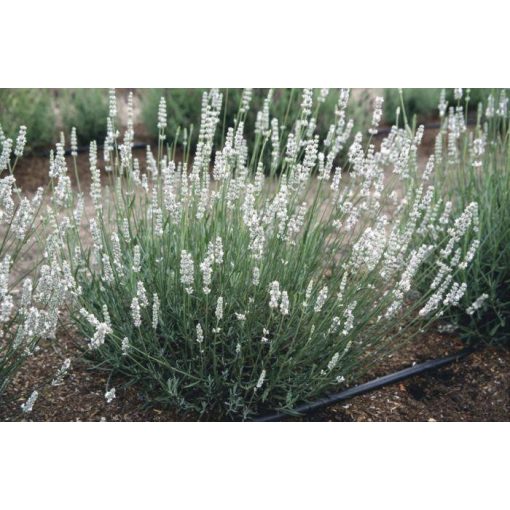 Lavandula angustifolia Alba - Közönséges levendula