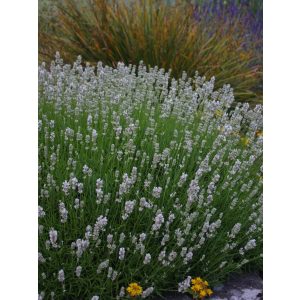 Lavandula angustifolia Alba Nana - Közönséges levendula