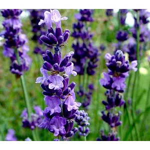   Lavandula angustifolia Arabian Nights - Közönséges levendula