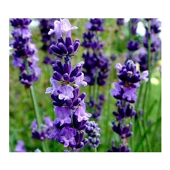 Levendula (Lavandula)