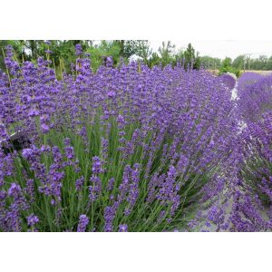 Lavandula angustifolia Beate - Közönséges levendula