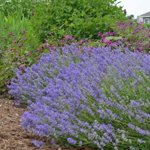   Lavandula angustifolia Blue Cushion - Közönséges levendula