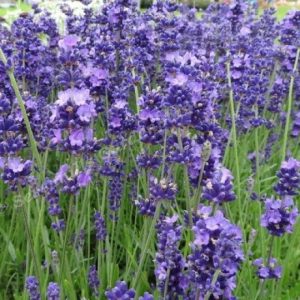   Lavandula angustifolia Brabants Lust - Közönséges levendula