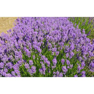 Lavandula angustifolia Cedar Blue - Közönséges levendula