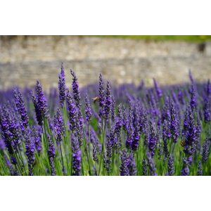 Lavandula angustifolia Dwarf Blue - Közönséges levendula