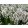 Lavandula angustifolia Edelweiss - Közönséges levendula