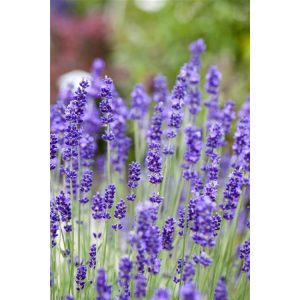 Lavandula angustifolia England - Közönséges levendula