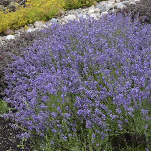 Lavandula angustifolia Essence Purple - Közönséges levendula