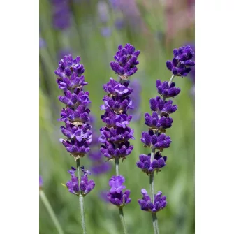 Levendula (Lavandula)
