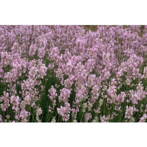   Lavandula angustifolia Hidcote Pink - Közönséges levendula