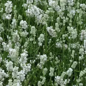   Lavandula angustifolia Hidcote White - Közönséges levendula