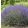 Lavandula angustifolia Imperial Gem - Közönséges levendula