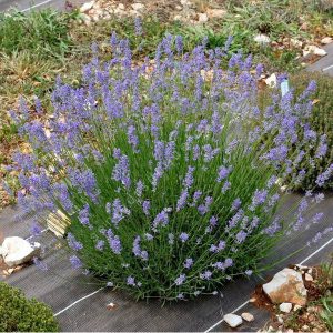 Lavandula angustifolia Middachten - Közönséges levendula