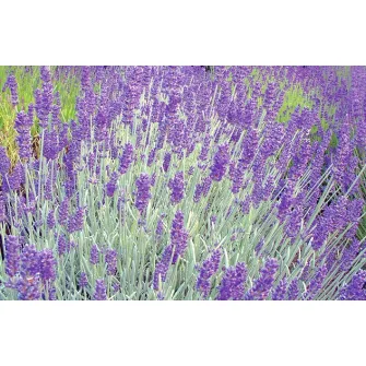 Levendula (Lavandula)