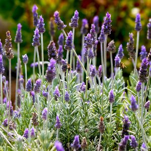 Lavandula angustifolia Silver Mist - Közönséges levendula