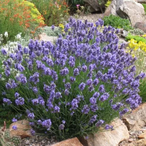   Lavandula angustifolia Thumbelina Leigh - Közönséges levendula