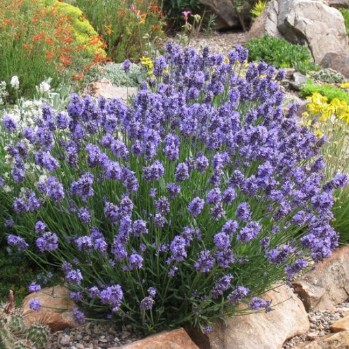 Lavandula angustifolia Thumbelina Leigh - Közönséges levendula