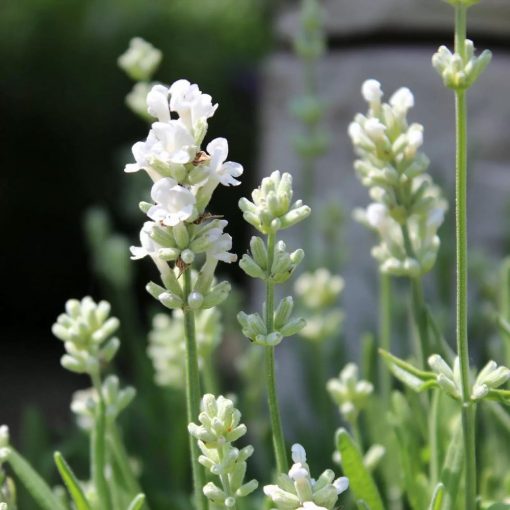 Lavandula angustifolia White Fragrance - Közönséges levendula