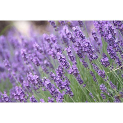 Lavandula angustifolia - Közönséges levendula