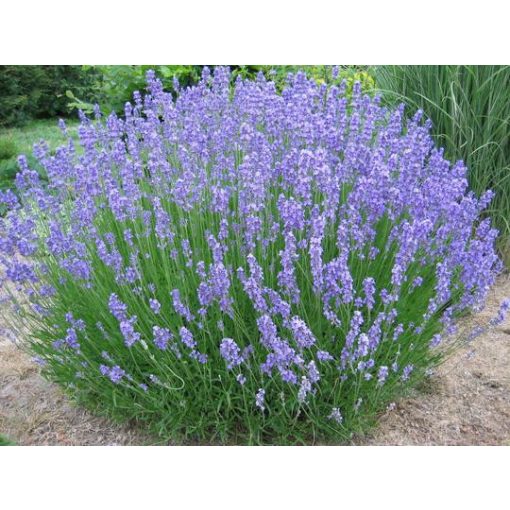 Lavandula intermedia Dutch - Angol levendula