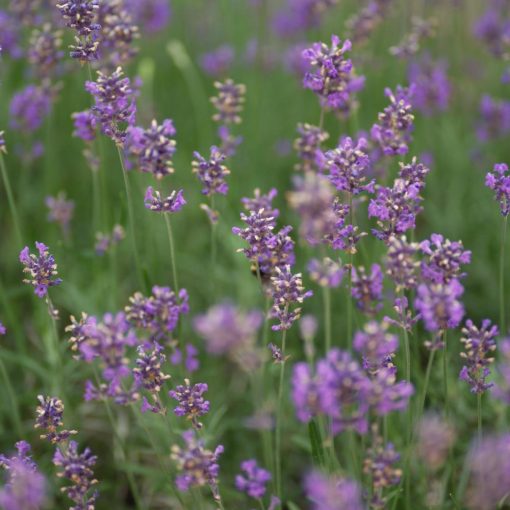 Lavandula intermedia Fragrant Memories - Angol levendula