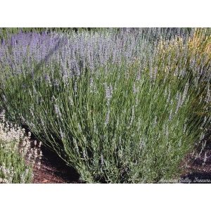 Lavandula intermedia Grappenhall - Angol levendula