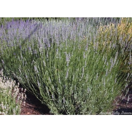 Lavandula intermedia Grappenhall - Angol levendula