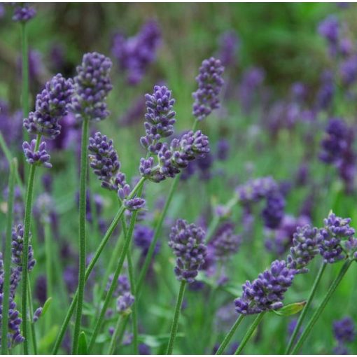 Lavandula intermedia Provence - Angol levendula