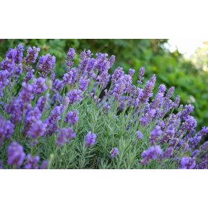 Lavandula intermedia Phenomenal - Angol levendula