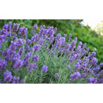 Levendula (Lavandula)