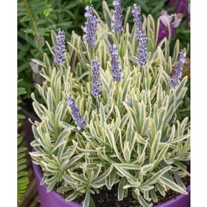   Lavandula angustifolia Platinum Blonde - Közönséges levendula