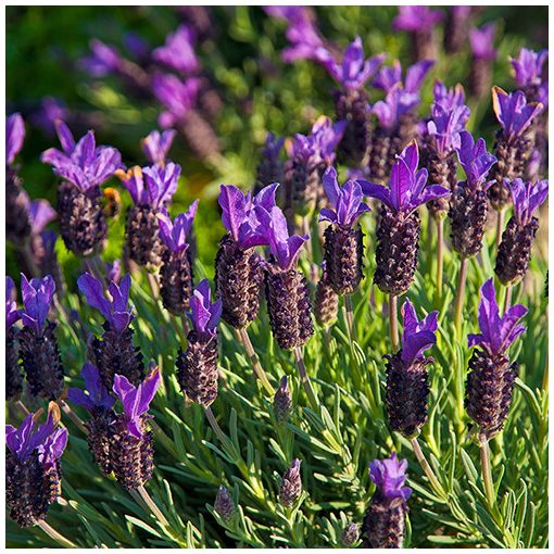 Lavandula stoechas Blue Star - Francia levendula