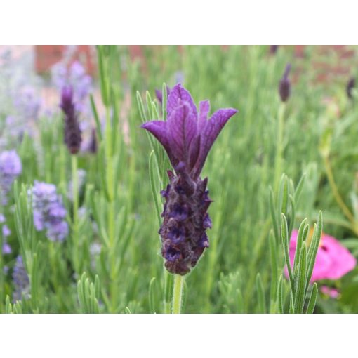 Lavandula stoechas Helmsdale - Francia levendula