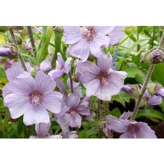 Madármályva (Lavatera)