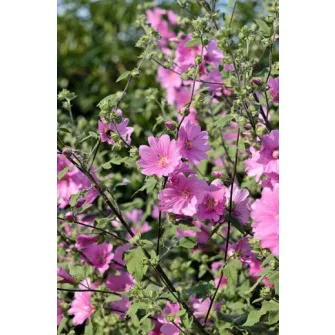 Madármályva (Lavatera)