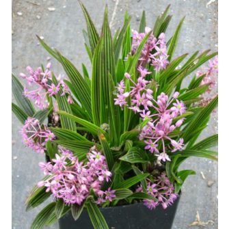 Csillagvirág (Ledebouria)