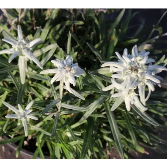 Havasi gyopár (Leontopodium)