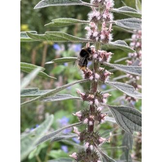 Gyöngyajak (Leonorus)
