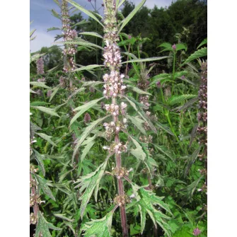 Gyöngyajak (Leonorus)