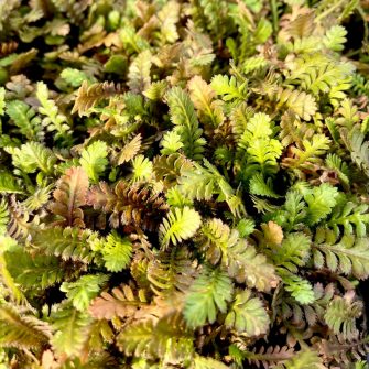 Lúgvirág (Leptinella)