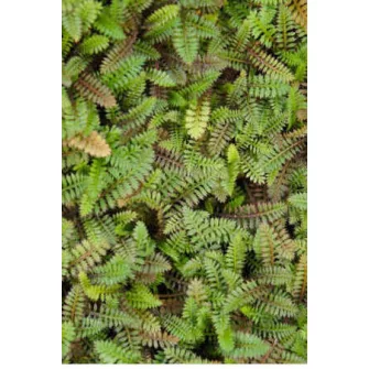 Lúgvirág (Leptinella)