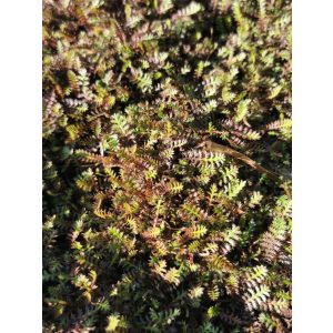 Leptinella squallida Platts Back - Lúgvirág