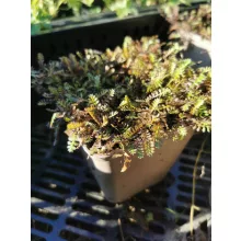 Leptinella squallida Platts Back - Lúgvirág