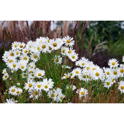 Leucanthemalla serotina - Tisza-parti margitvirág