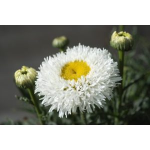 Leucanthemum superbum Real Galaxy - Margaréta