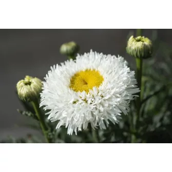 Margaréta (Leucanthemum)