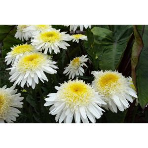 Leucanthemum superbum Real Glory - Margaréta