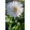 Leucanthemum superbum Sante - Margaréta